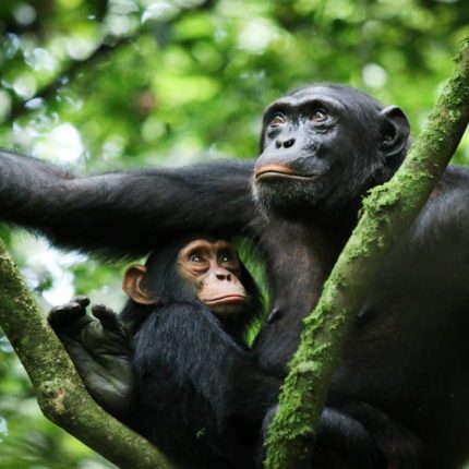 Uganda's Best Kept Secrets: Kibale & QENP